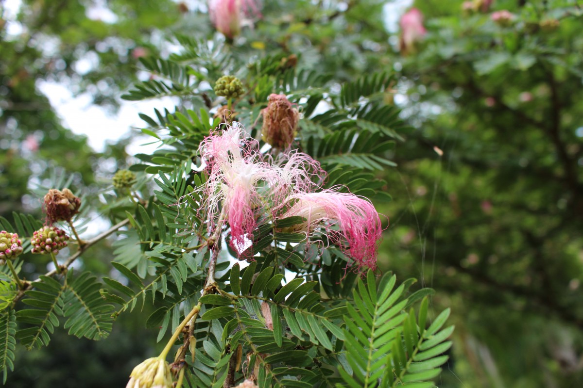 Calliandra surinamensis Benth.